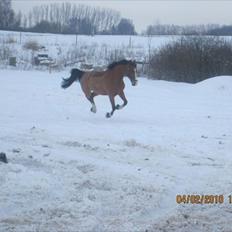 Anden særlig race Bakkegårdens Loyal