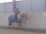 Palomino Golden fair lady (Goldie)