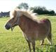 Shetlænder Nalle (Johns pony ;-) )