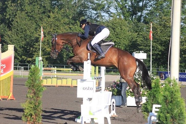 Belgisk varmblod Dalida de reve - Vilhelmsborg lansstævne med indv dm 2010 MB** <33 billede 18