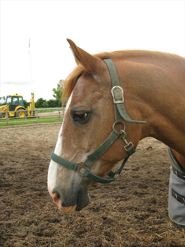 Anden særlig race Hannibal R.I.P - taget af mie billede 3