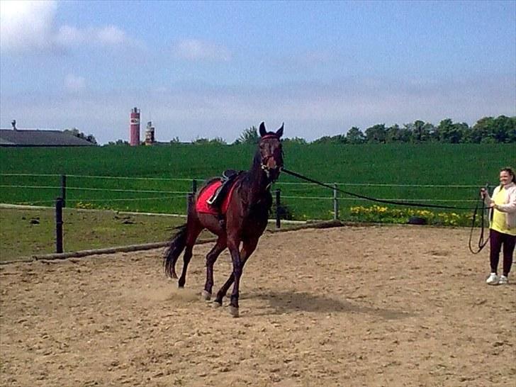 Traver Dresina billede 5