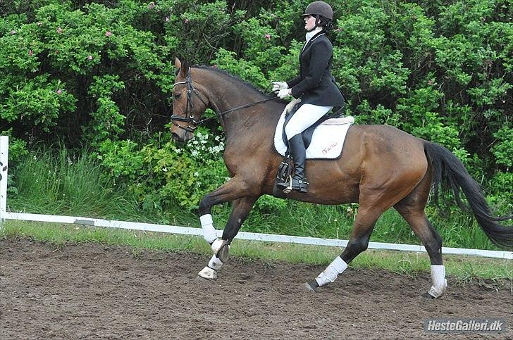 Dansk Varmblod FACIUS - *Galop i LC3, SPjald 22. maj 2011 *Fotograf: Heidi J (Tusinde tak!) billede 14