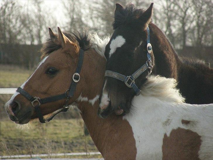Anden særlig race Freja - Freja og hendes bedste ven på fold for første gang i det nye år | 5. februar 2011 billede 3