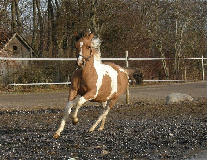 Anden særlig race Freja - Freja på fold. hun er ved at blive stor og tyk xD | 5. februar 2011 billede 4