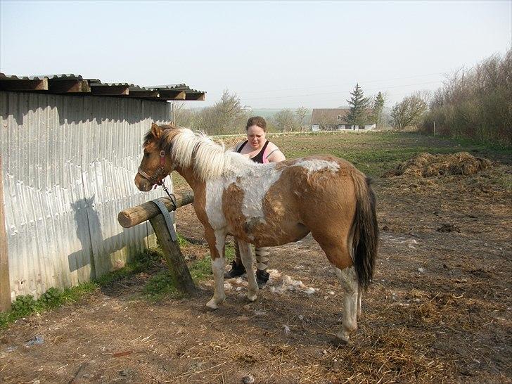 Anden særlig race Freja - d. 17. aprill 2011 | Følle bliver striglet, så hun kan få den lange vinter pels.. Se hvor stor hun er i forhold til mig (er 169 ca) :) billede 6