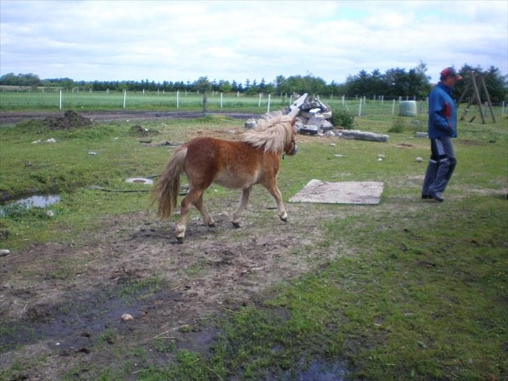 Shetlænder Bella Donna Morsbøl ( Dulle ) - vendt på mig  ... billede 16