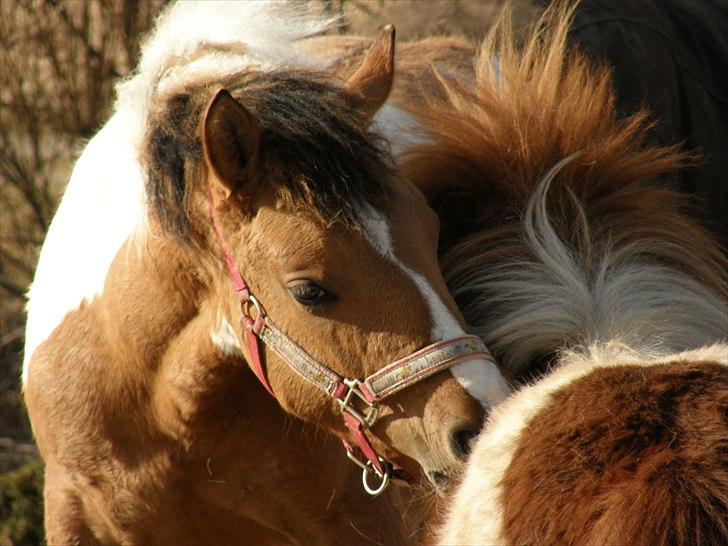 Anden særlig race Freja - Freja og Hannibal | D. 22.03.2011 billede 7