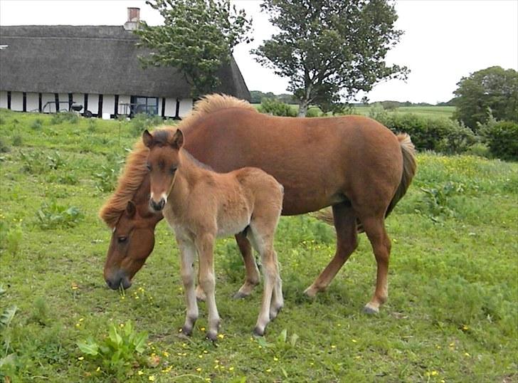 Islænder Stjarna frá Gili - 13 juni 2010 billede 8
