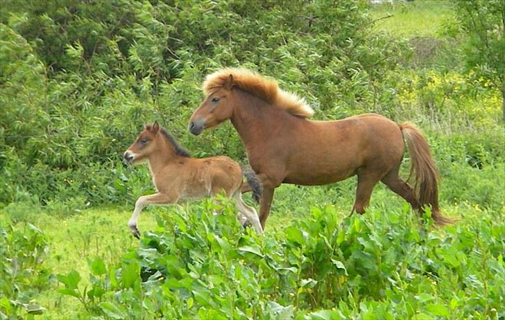 Islænder Stjarna frá Gili - 13 Juni 2010 billede 9