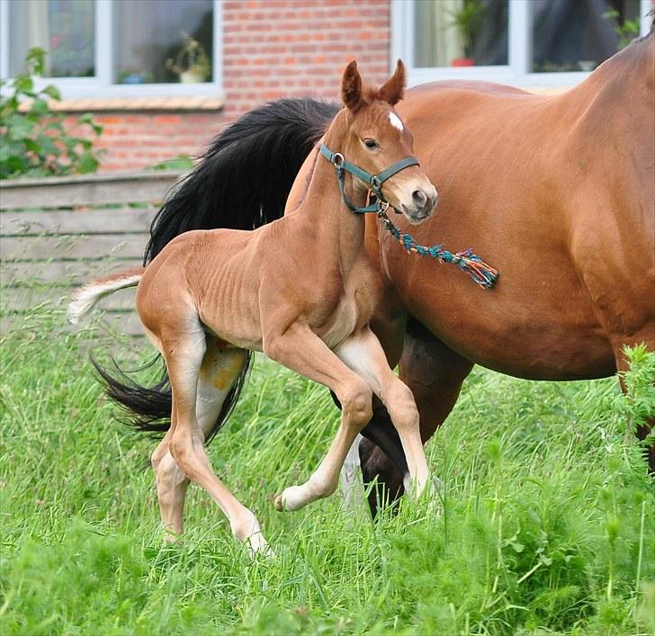 Dansk Varmblod Solejs Cha-Sie SOLGT billede 8