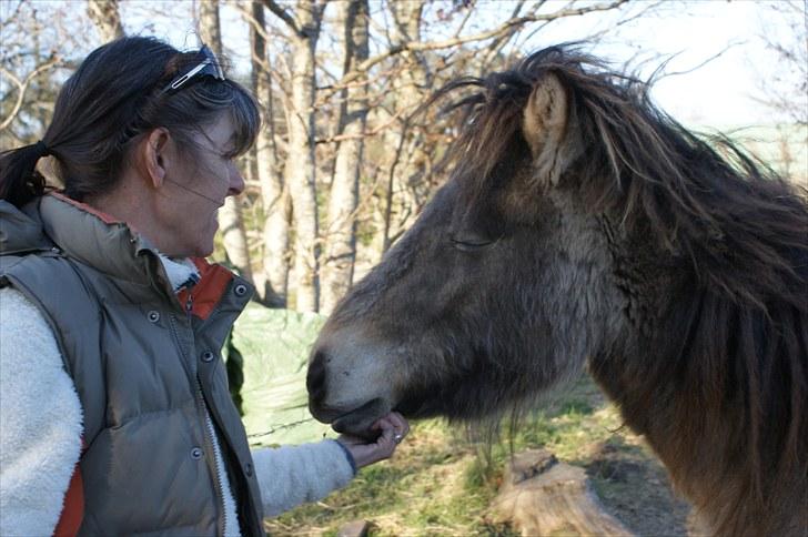 Islænder Sóley fra Skovstrupholm - Nu er vi bare venner og sådan har det været siden i vinter.. Hun er sådan en rigtig hyggehest. billede 4