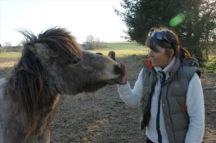 Islænder Sóley fra Skovstrupholm - Tydeligt at hun nyder det.. billede 5