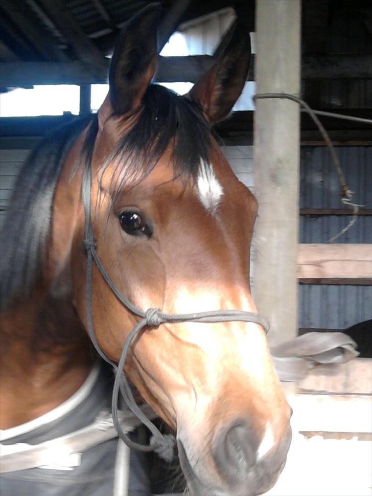 Anden særlig race Mon Cherie billede 3