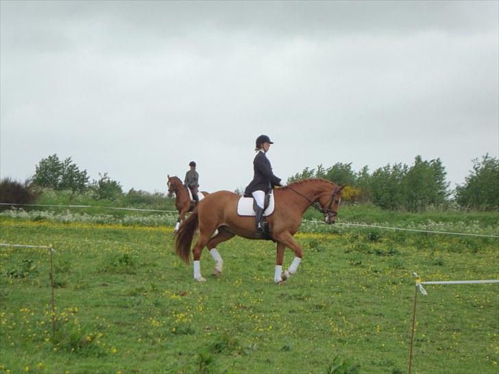 Dansk Varmblod Solbakkens Pigeon *R.I.P. - Så er vi igang med opvarmningen til første stævne sammen.. billede 16