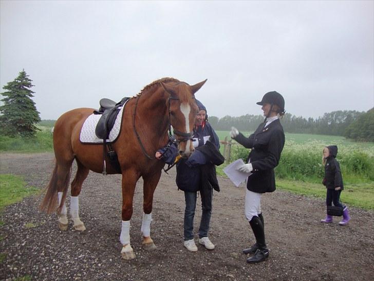 Dansk Varmblod Solbakkens Pigeon *R.I.P. billede 17