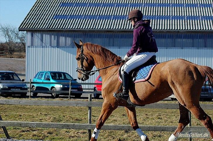 Anden særlig race Malhøjs Larissa solgt billede 4