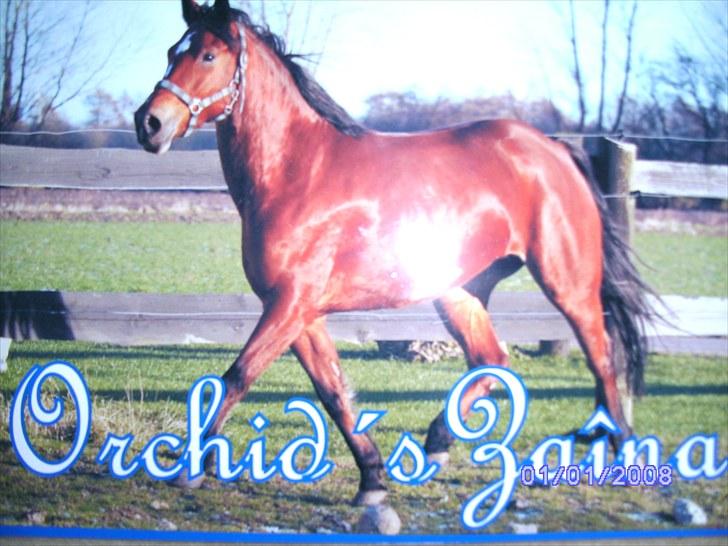 New Forest Orchid's Zaina ½ b pony **SOLGT** - Orchid´s zaina in you face:-D
velkommen til hendes profil! billede 1