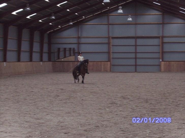 New Forest Orchid's Zaina ½ b pony **SOLGT** - træning.. foto min mor billede 3