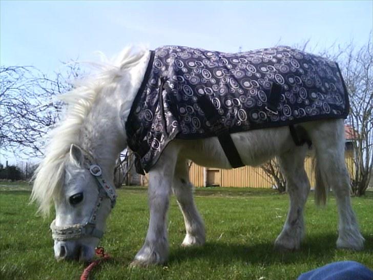 Shetlænder Polle [ Død :( ] billede 12