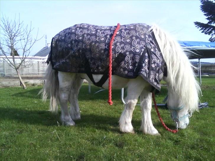 Shetlænder Polle [ Død :( ] billede 13