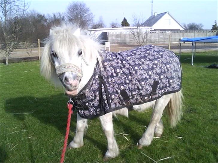 Shetlænder Polle [ Død :( ] billede 14