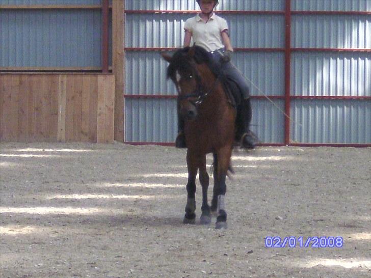 New Forest Orchid's Zaina ½ b pony **SOLGT** - træning  billede 4