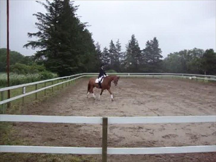 Dansk Varmblod Solbakkens Pigeon *R.I.P. - LB (uofficielt program) - red 61,15% :) billede 18