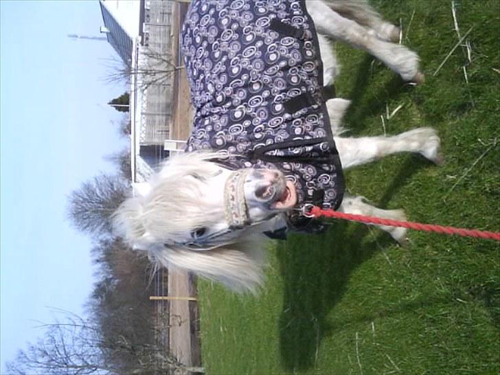 Shetlænder Polle [ Død :( ] billede 15