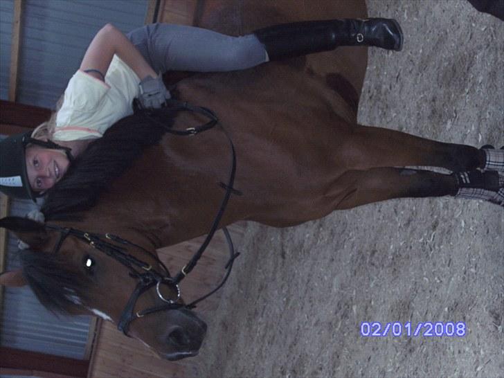 New Forest Orchid's Zaina ½ b pony **SOLGT** - zaina er træt efter træning billede 6