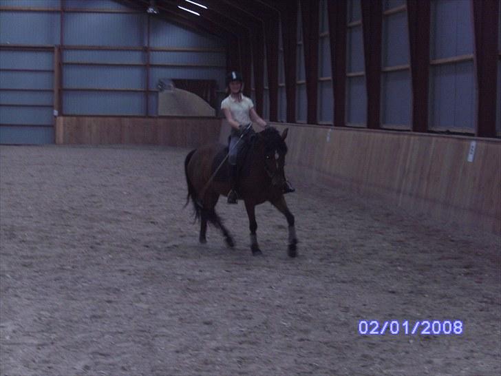 New Forest Orchid's Zaina ½ b pony **SOLGT** - træning billede 7