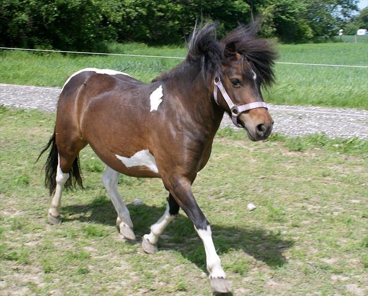 Anden særlig race Freja billede 1