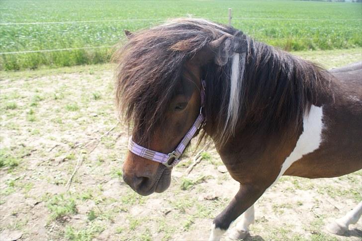 Anden særlig race Freja billede 2