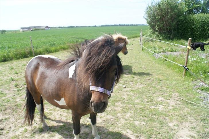 Anden særlig race Freja billede 3