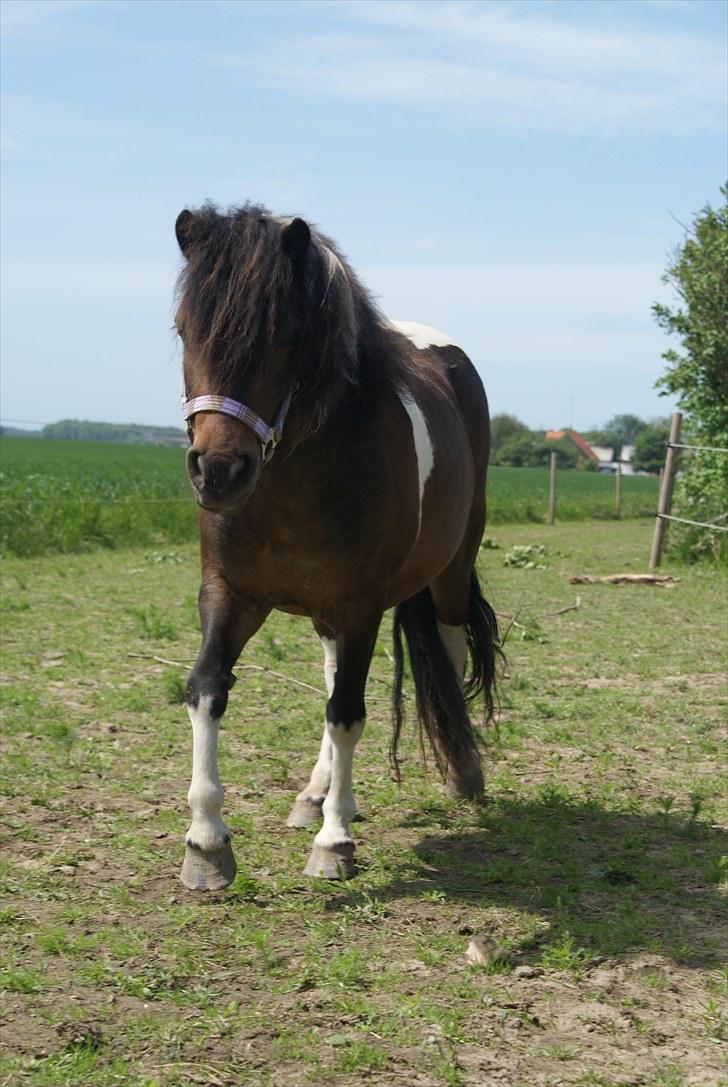 Anden særlig race Freja billede 4