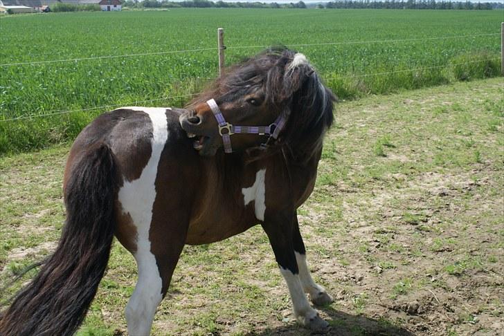 Anden særlig race Freja billede 5