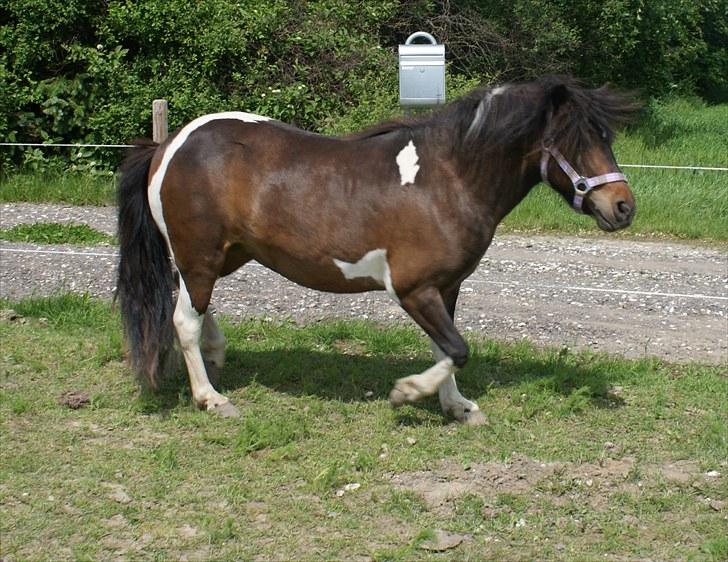 Anden særlig race Freja billede 6