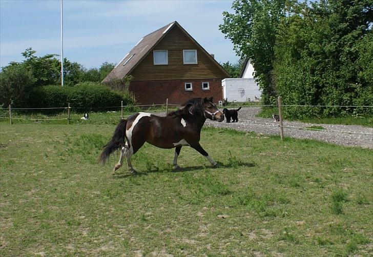 Anden særlig race Freja billede 7