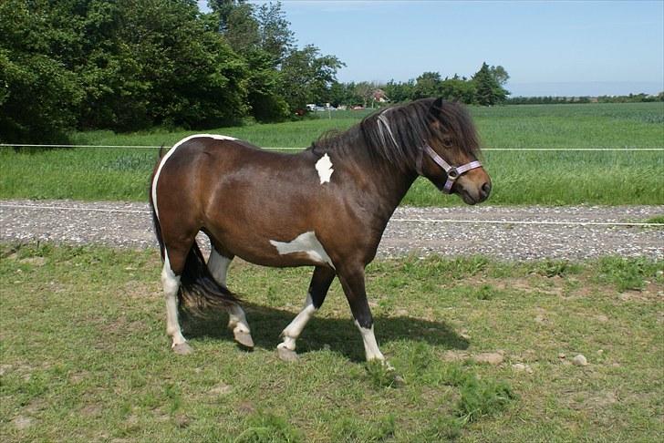 Anden særlig race Freja billede 8