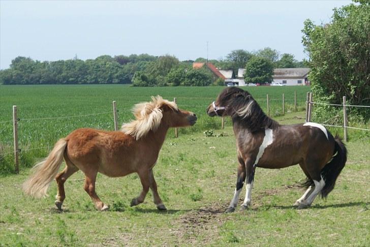 Anden særlig race Freja billede 9