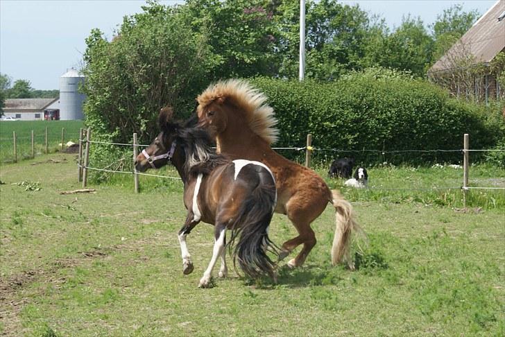 Anden særlig race Freja billede 10