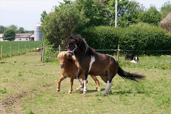 Anden særlig race Freja billede 11