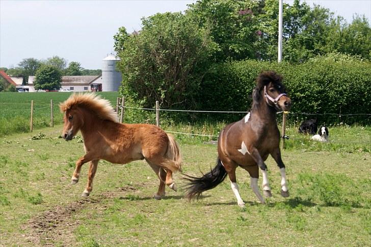 Anden særlig race Freja billede 12