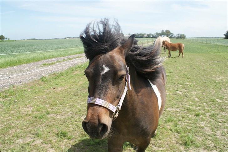 Anden særlig race Freja billede 13