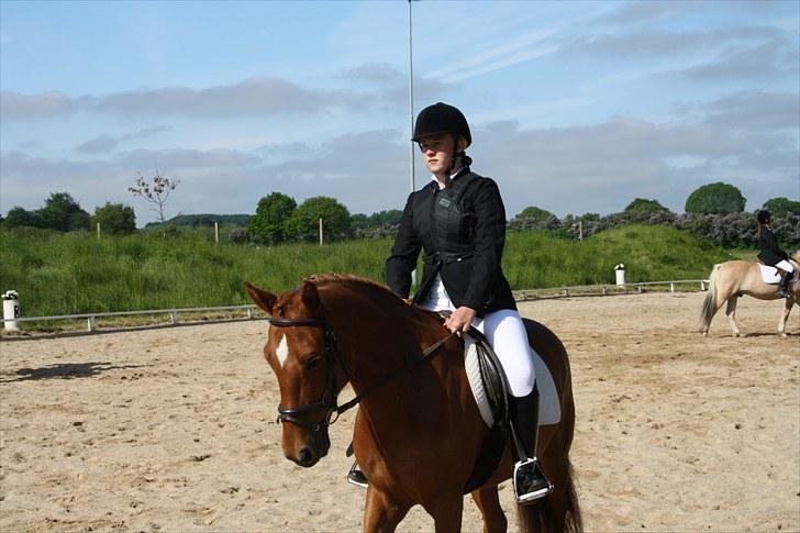 New Forest Hamilton<3( Ikk mere :´(  - Opvarmning til stævne - Lc1 billede 12