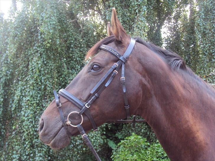 Dansk Varmblod Fan Ace  DH hoppe *halvpart* - 18# billede 11