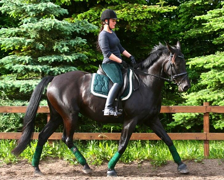 Knabstrupper Calista * R.I.P * - Fotograf. Camilla Rosenlund billede 19
