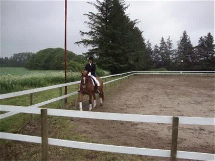 Dansk Varmblod Solbakkens Pigeon *R.I.P. billede 19