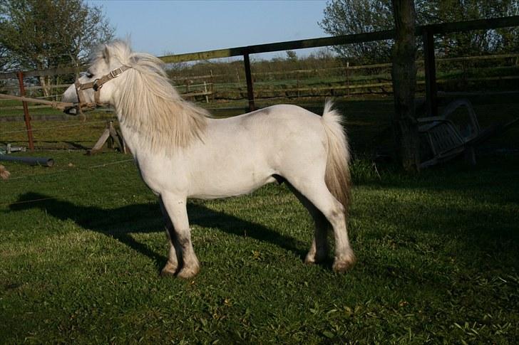 Anden særlig race Ludwig billede 1