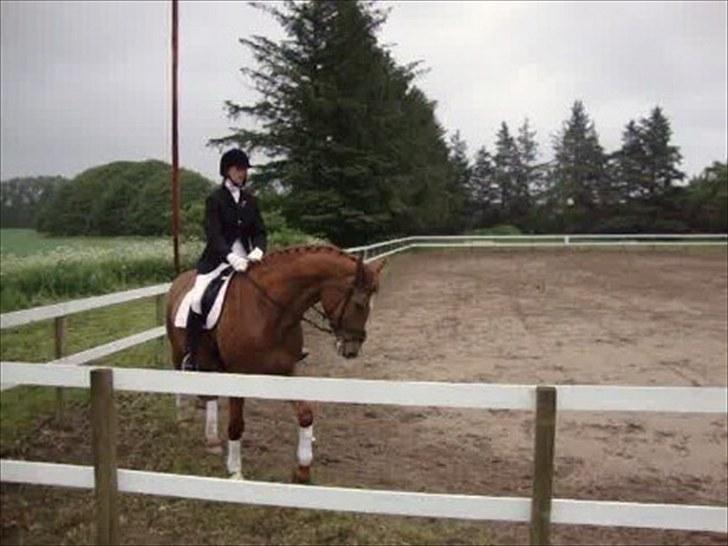 Dansk Varmblod Solbakkens Pigeon *R.I.P. billede 20